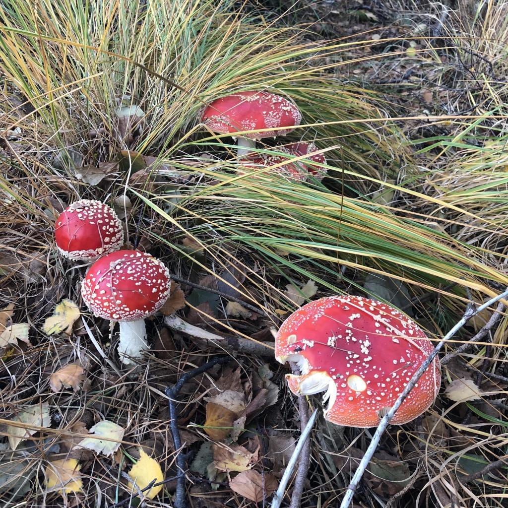 Finally, some color. I don't recommend eating this mushroom, amanita muscaria, but they sure do make a pretty picture.